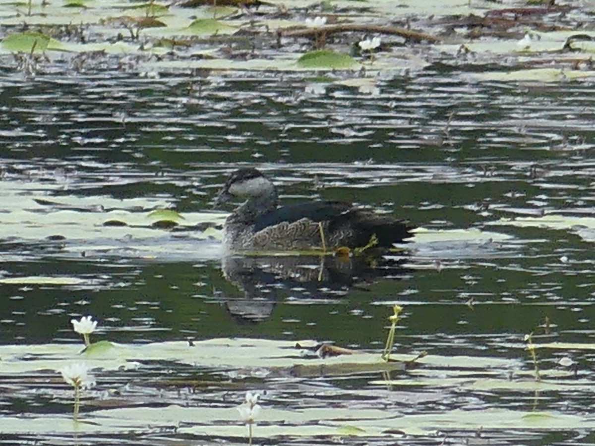 Green Pygmy-Goose - ML620685809