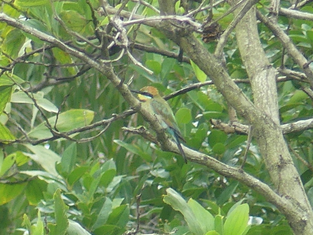 Rainbow Bee-eater - ML620685817