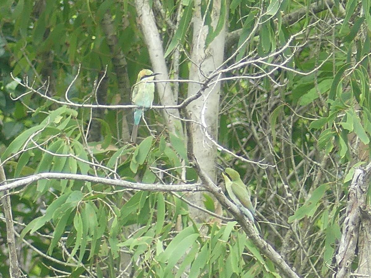 Rainbow Bee-eater - ML620685818