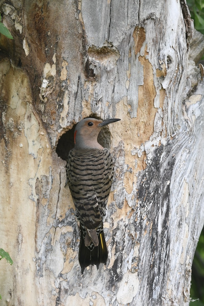 Northern Flicker - ML620685825