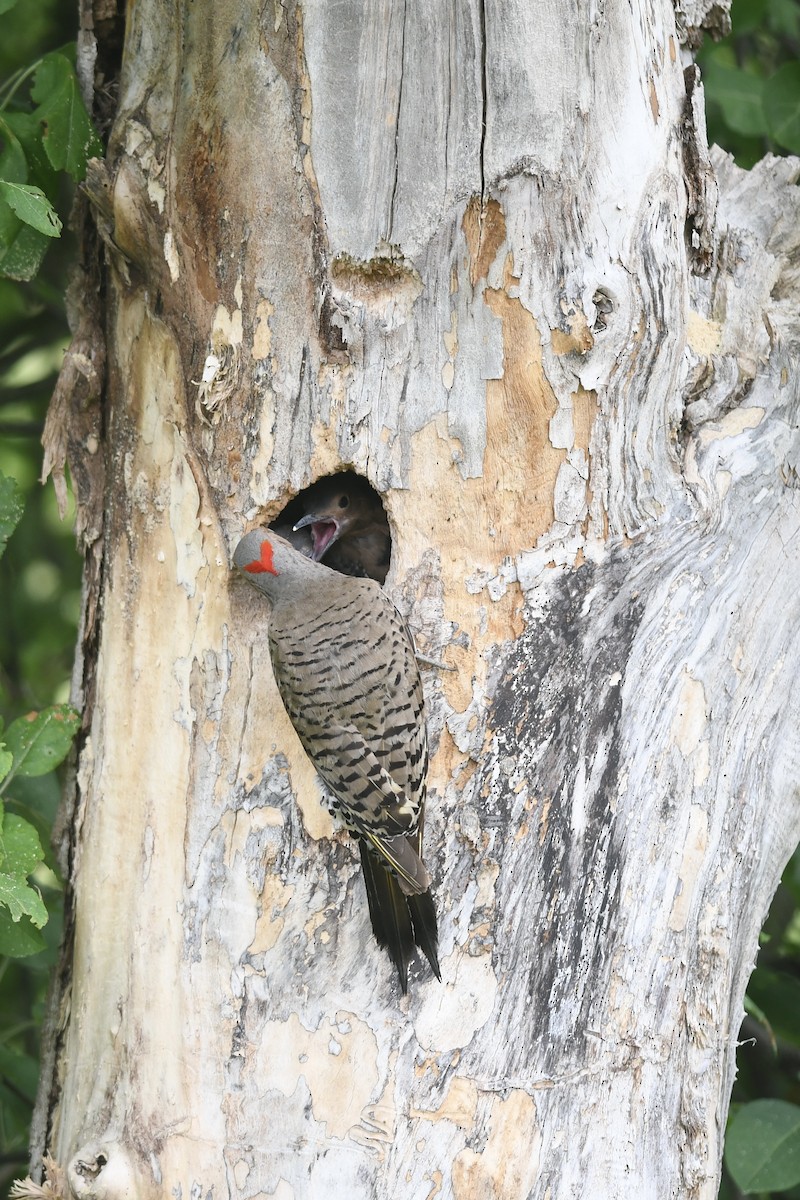 Northern Flicker - ML620685826