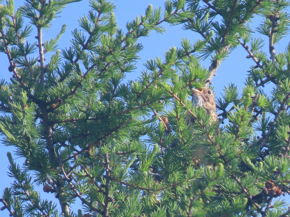 Lincoln's Sparrow - ML620685827