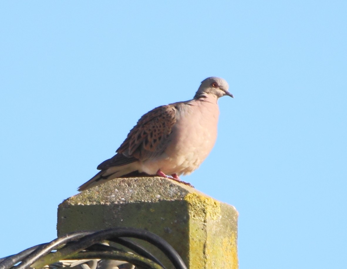 European Turtle-Dove - ML620685832