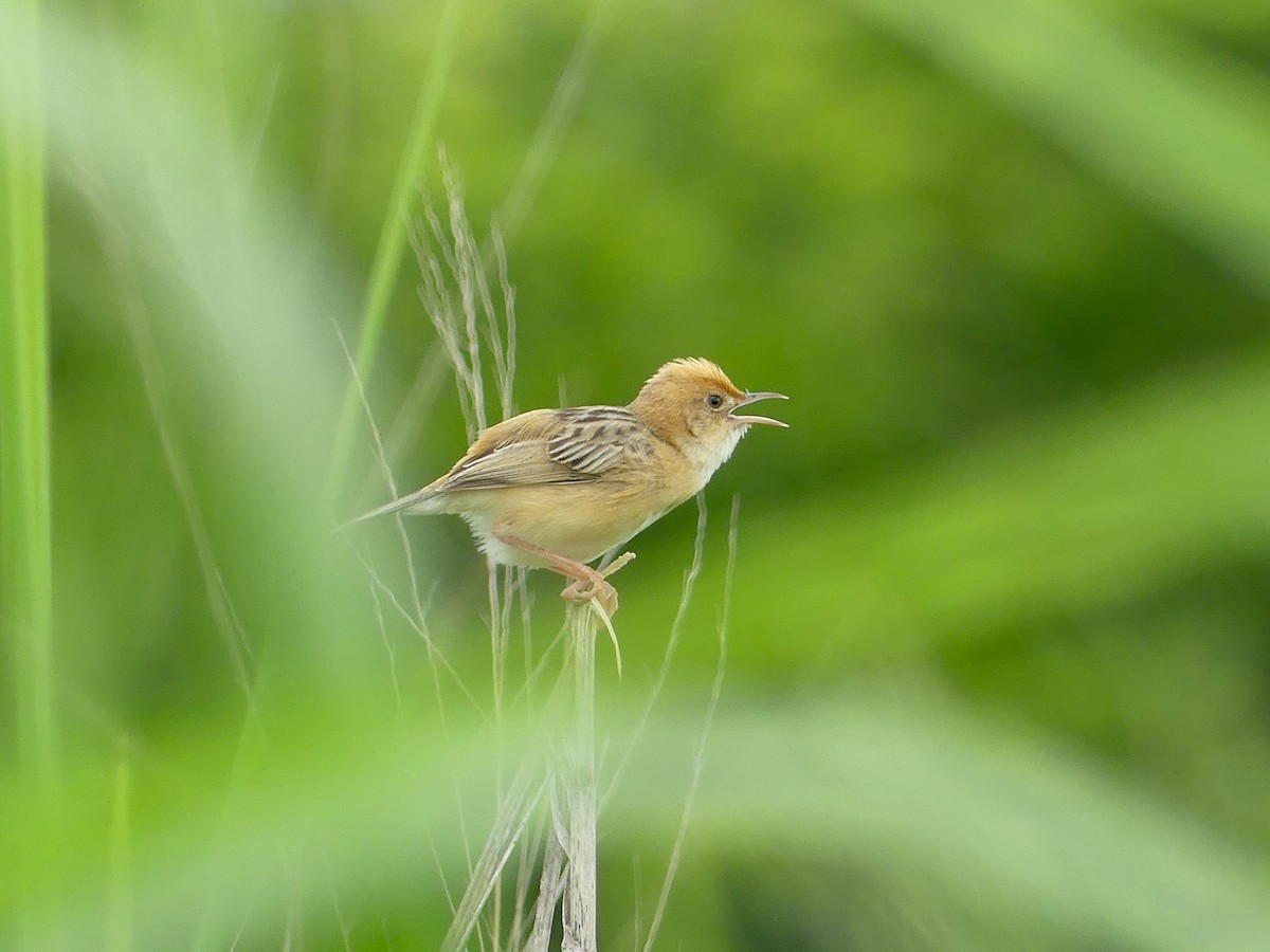 Golden-headed Cisticola - ML620685833