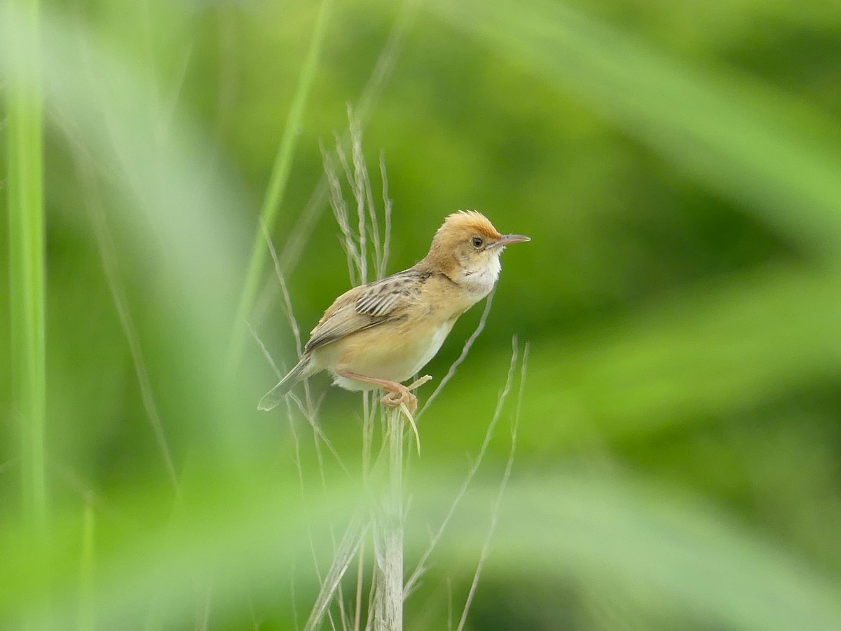 Golden-headed Cisticola - ML620685834