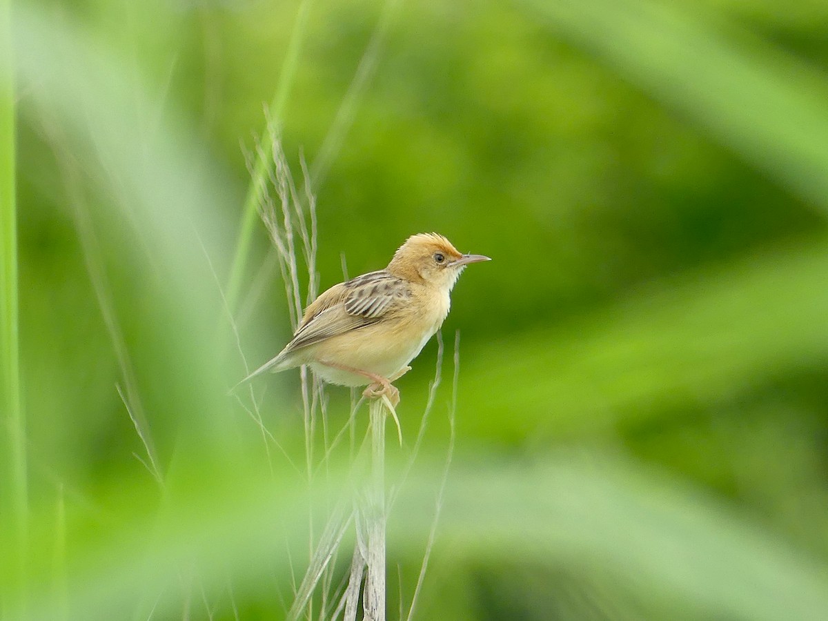 Golden-headed Cisticola - ML620685835