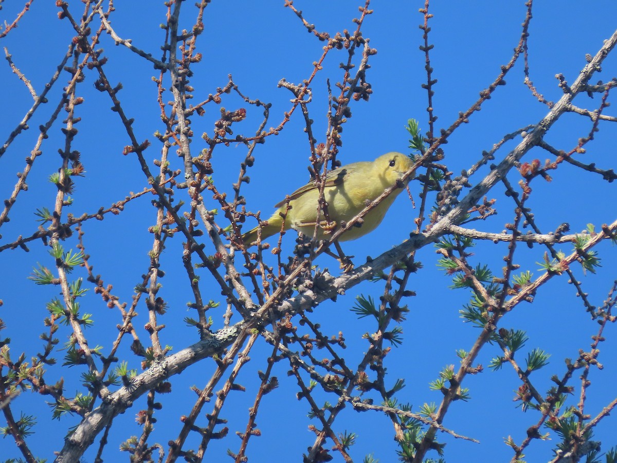 Yellow Warbler - ML620685836