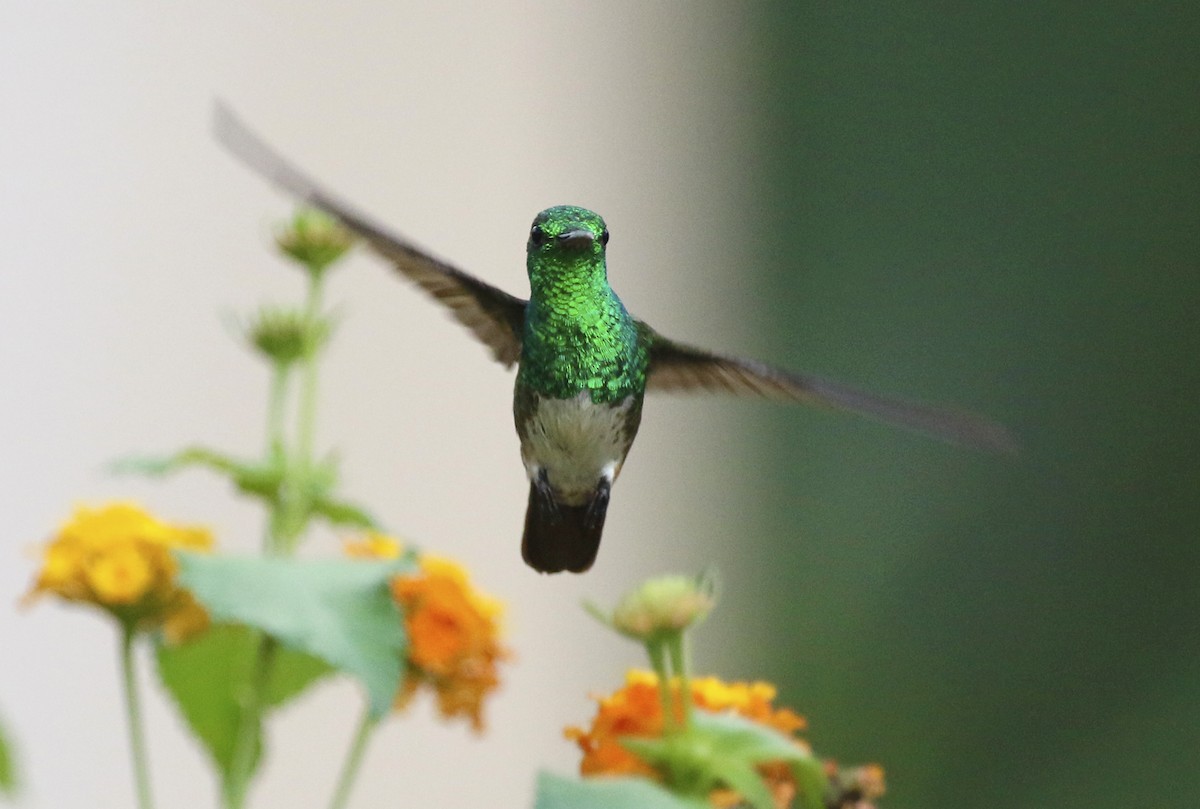 Snowy-bellied Hummingbird - ML620685840