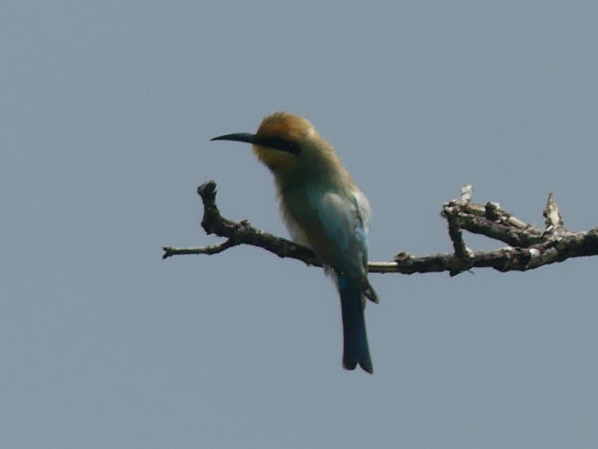 Rainbow Bee-eater - ML620685842