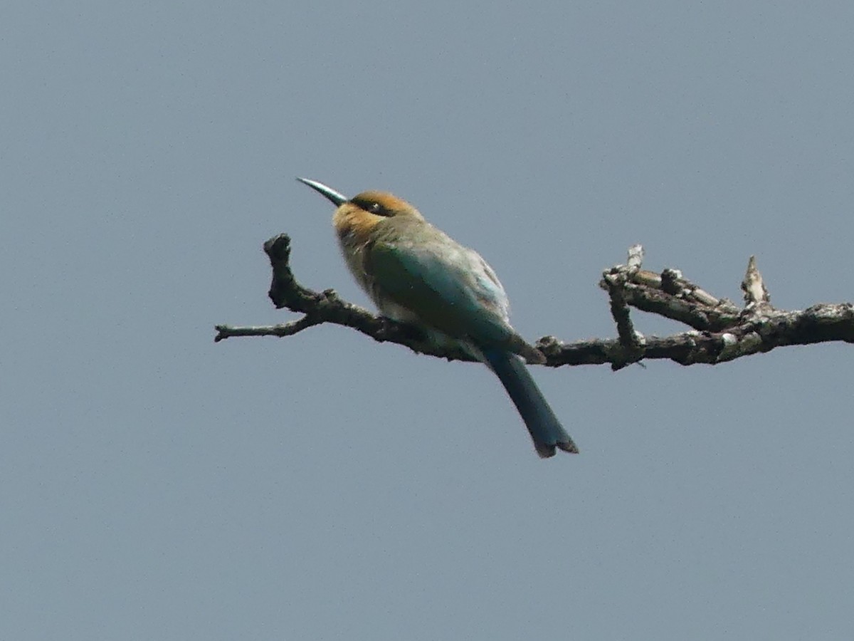 Rainbow Bee-eater - ML620685843