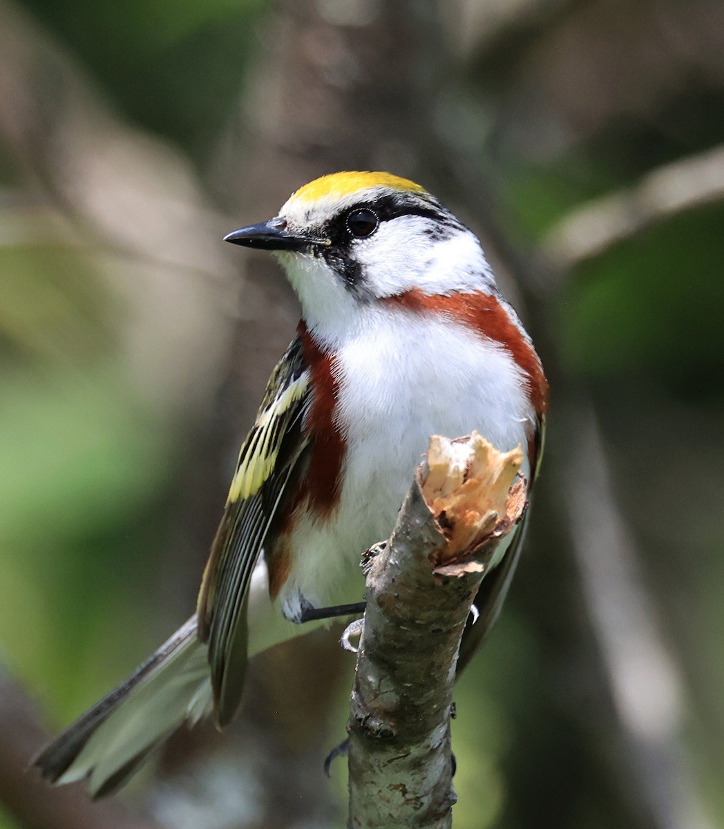 Chestnut-sided Warbler - ML620685845