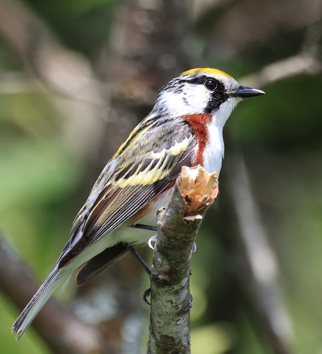 Chestnut-sided Warbler - ML620685846