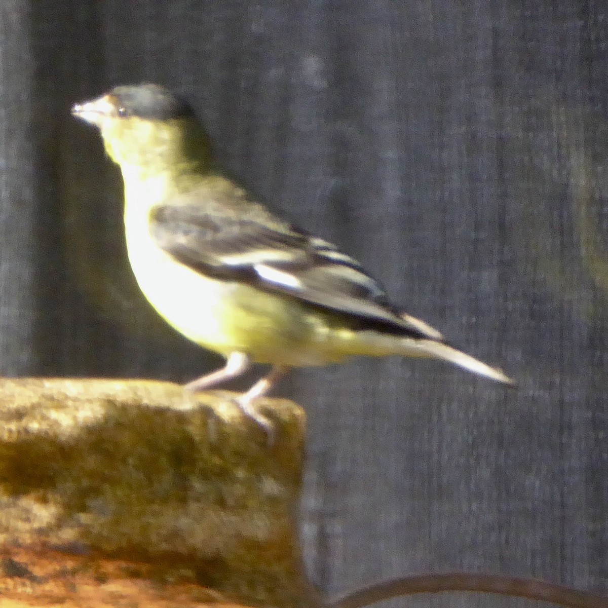 Lesser Goldfinch - ML620685847