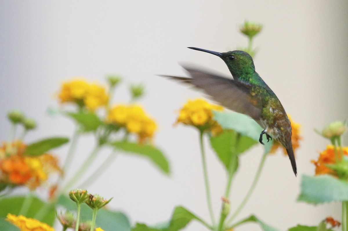 Snowy-bellied Hummingbird - ML620685848