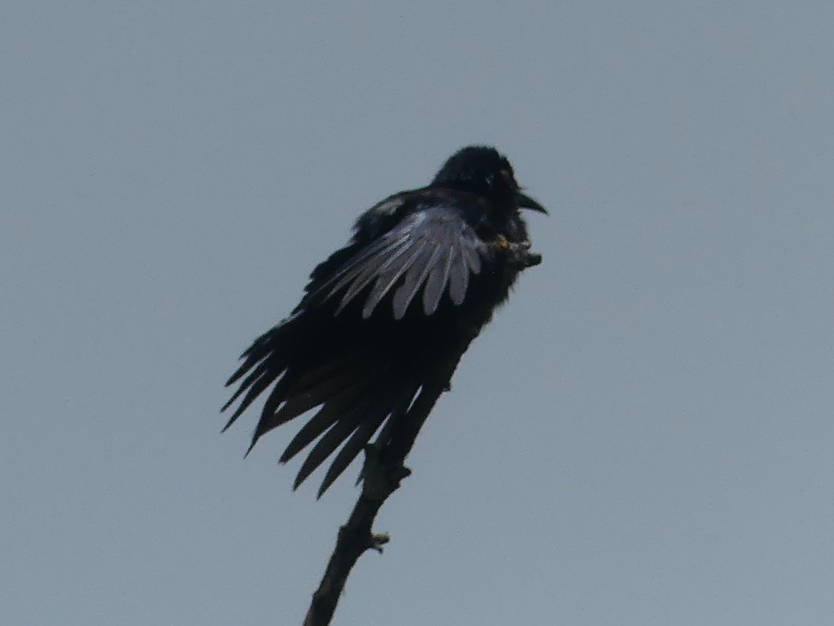 Yıldızlı Drongo - ML620685849