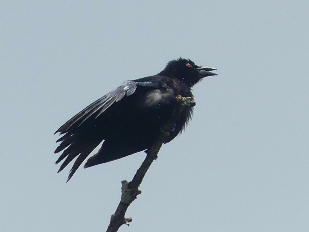 Glanzfleckdrongo - ML620685850