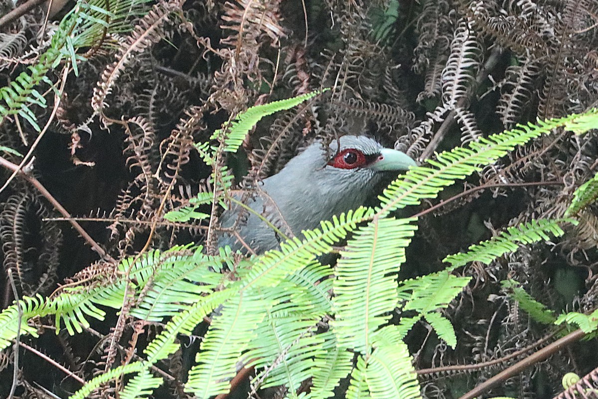 Green-billed Malkoha - ML620685851