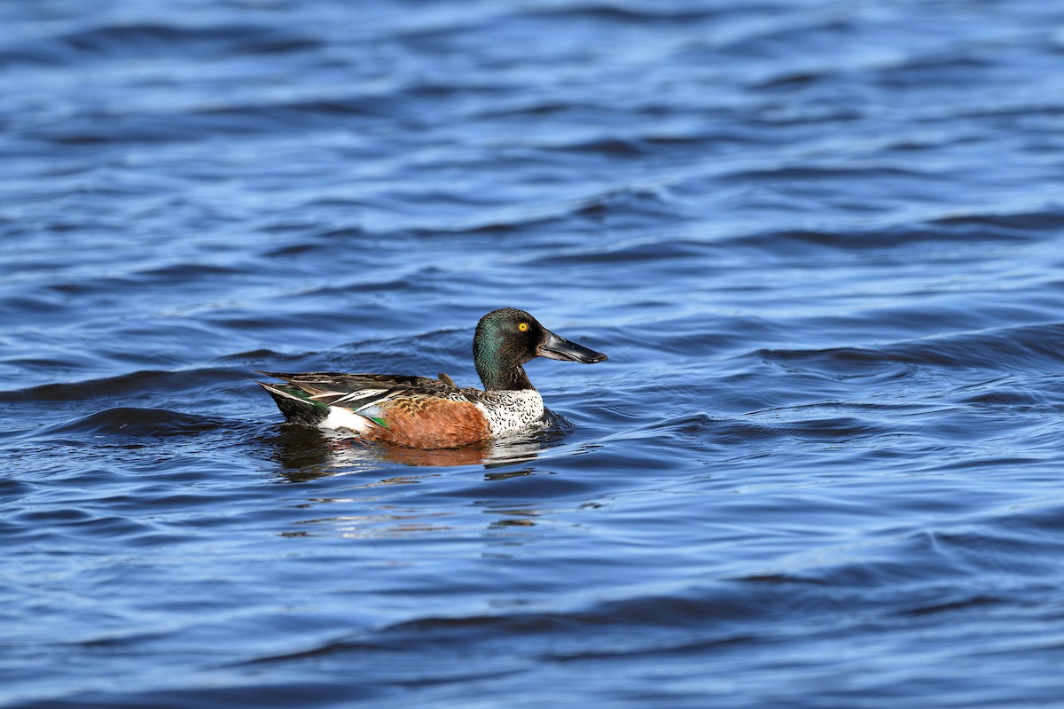 Northern Shoveler - ML620685852