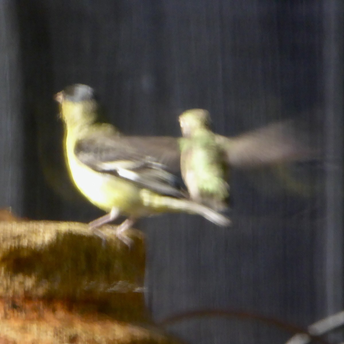 Lesser Goldfinch - ML620685853