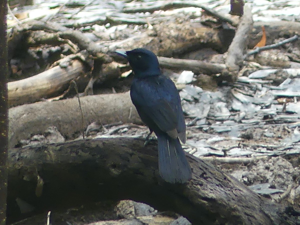 Shining Flycatcher - Eamon Corbett