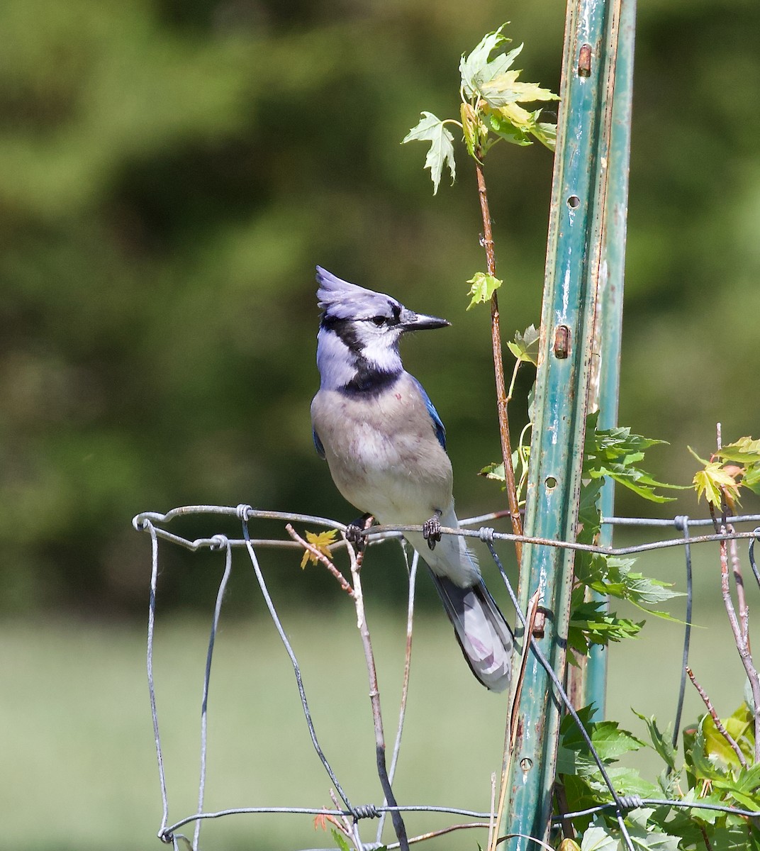 Blue Jay - ML620685856