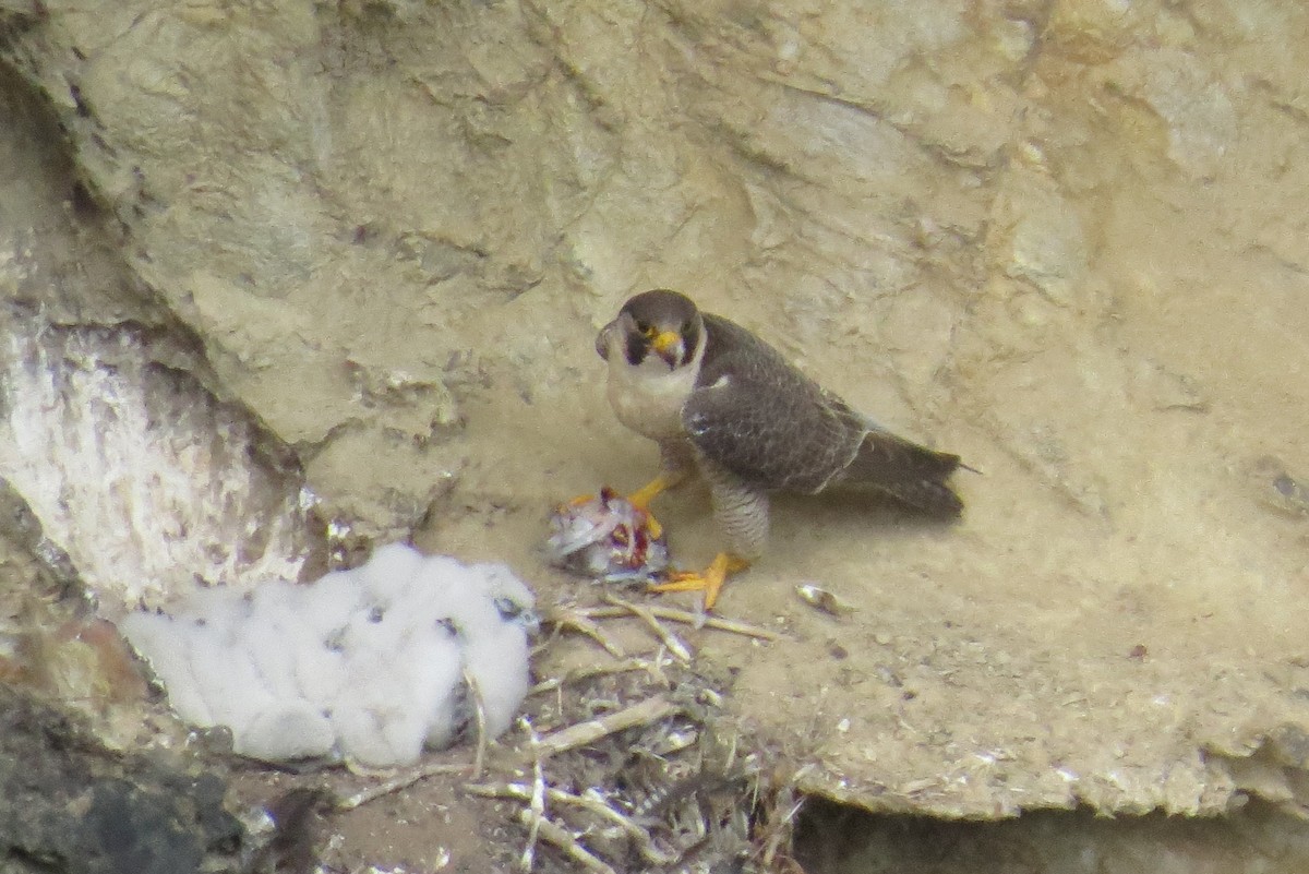 Peregrine Falcon - ML620685857