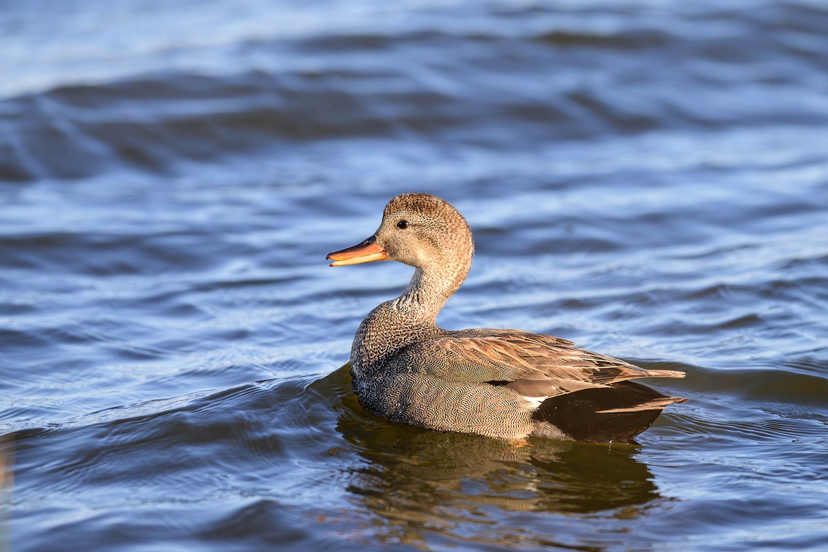 Gadwall - ML620685858