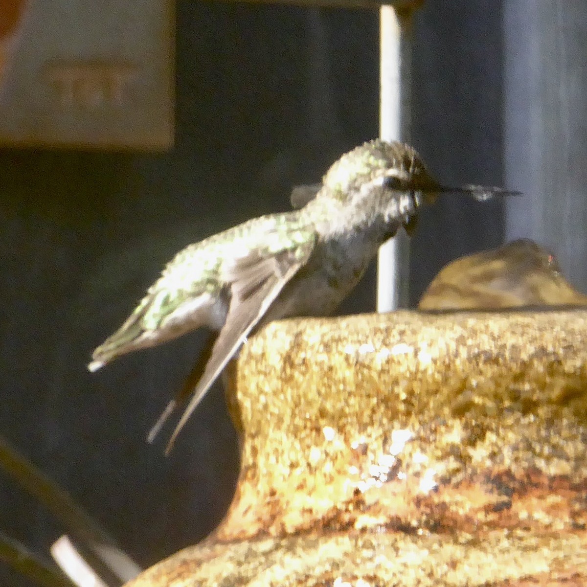 Anna's Hummingbird - ML620685859