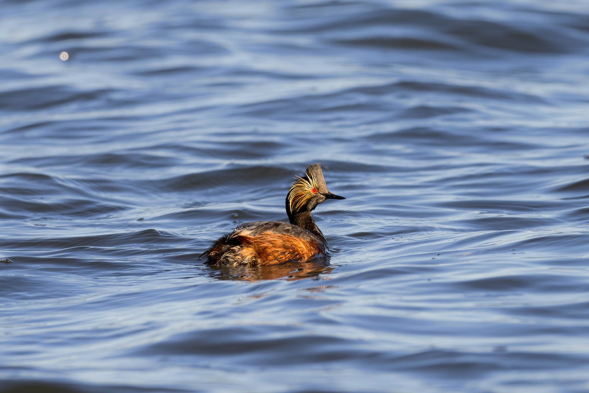 Eared Grebe - JD Hascup