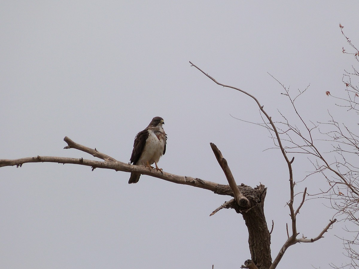 Swainson's Hawk - ML620685861