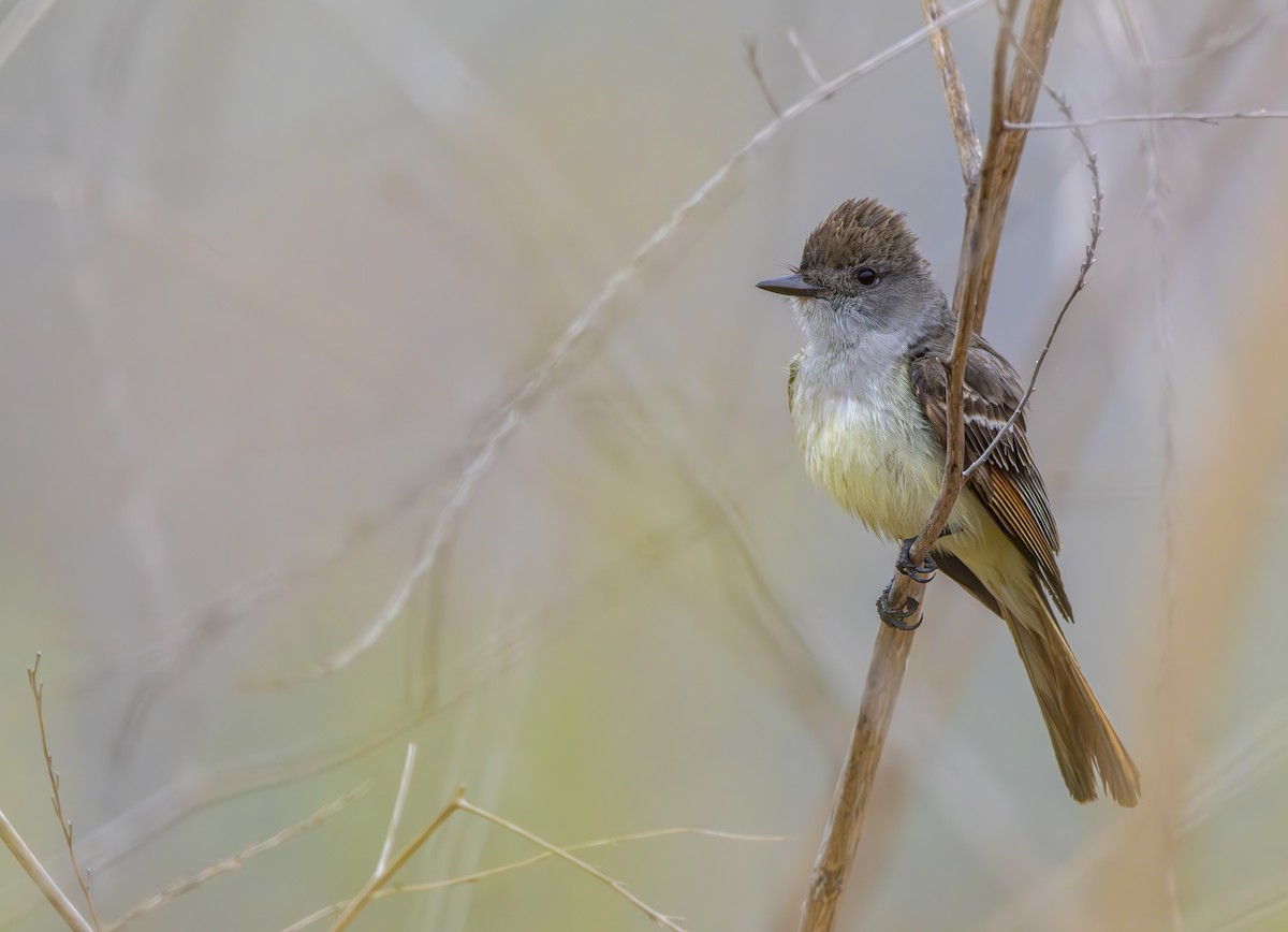 Ash-throated Flycatcher - ML620685863