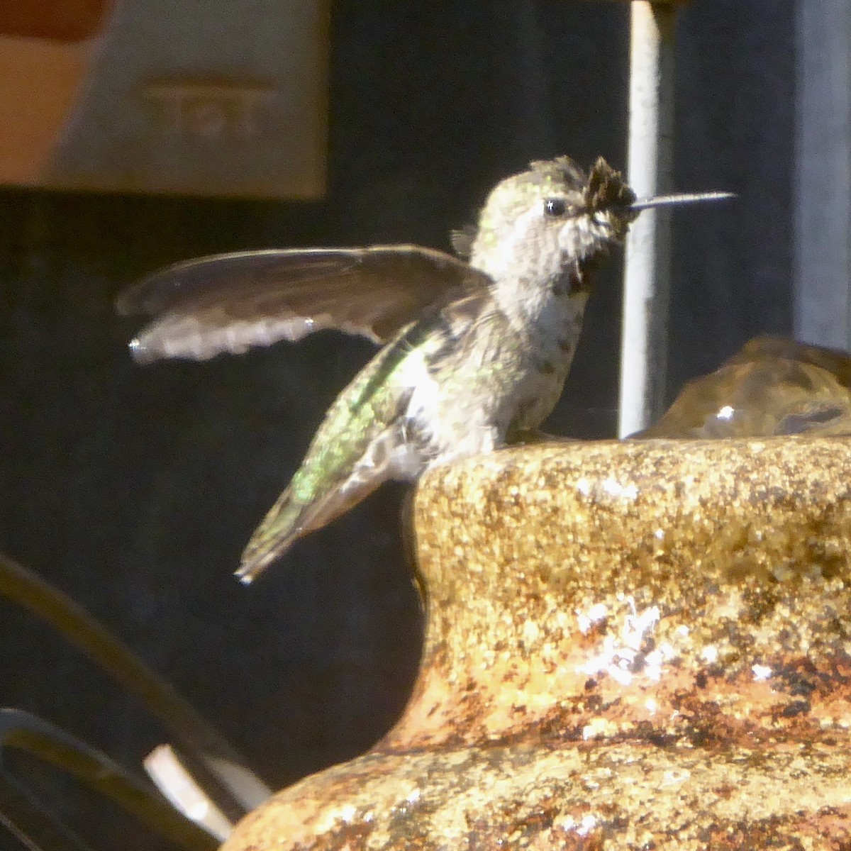 Anna's Hummingbird - ML620685864