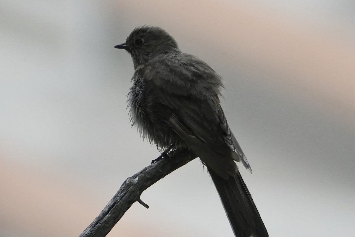 Townsend's Solitaire - ML620685865