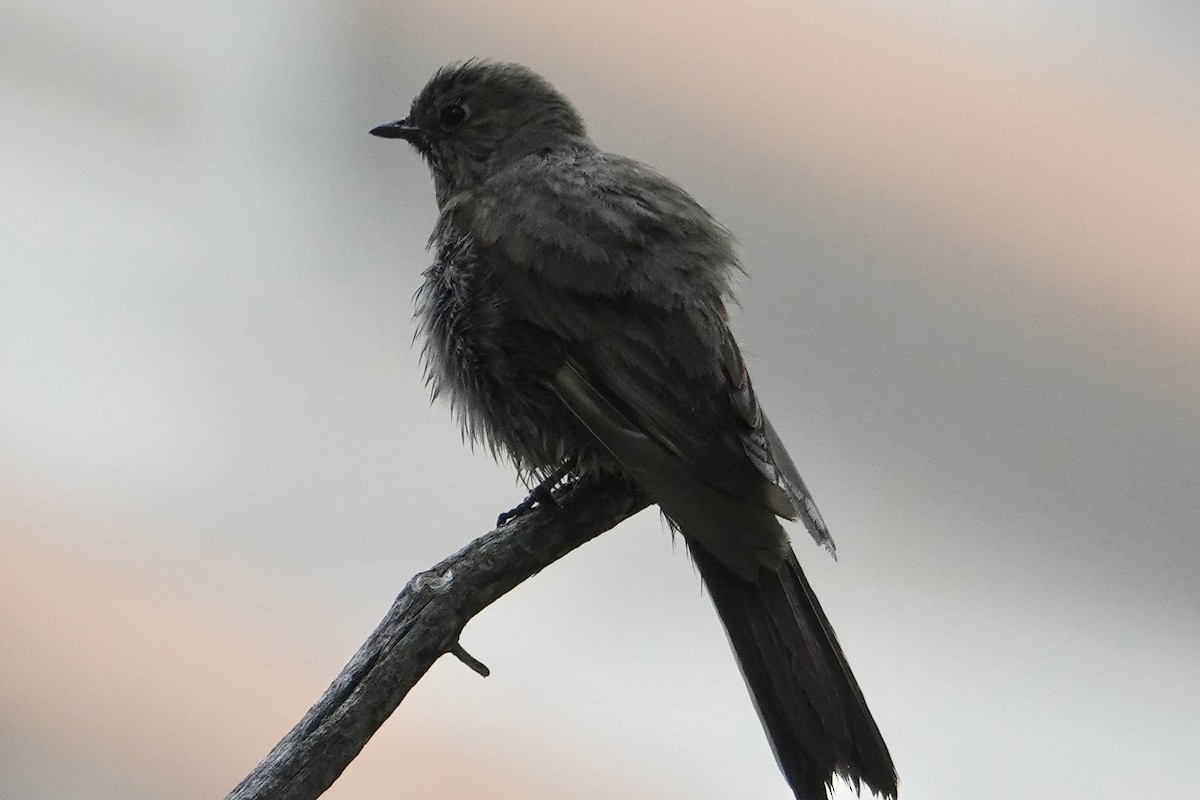 Townsend's Solitaire - ML620685866