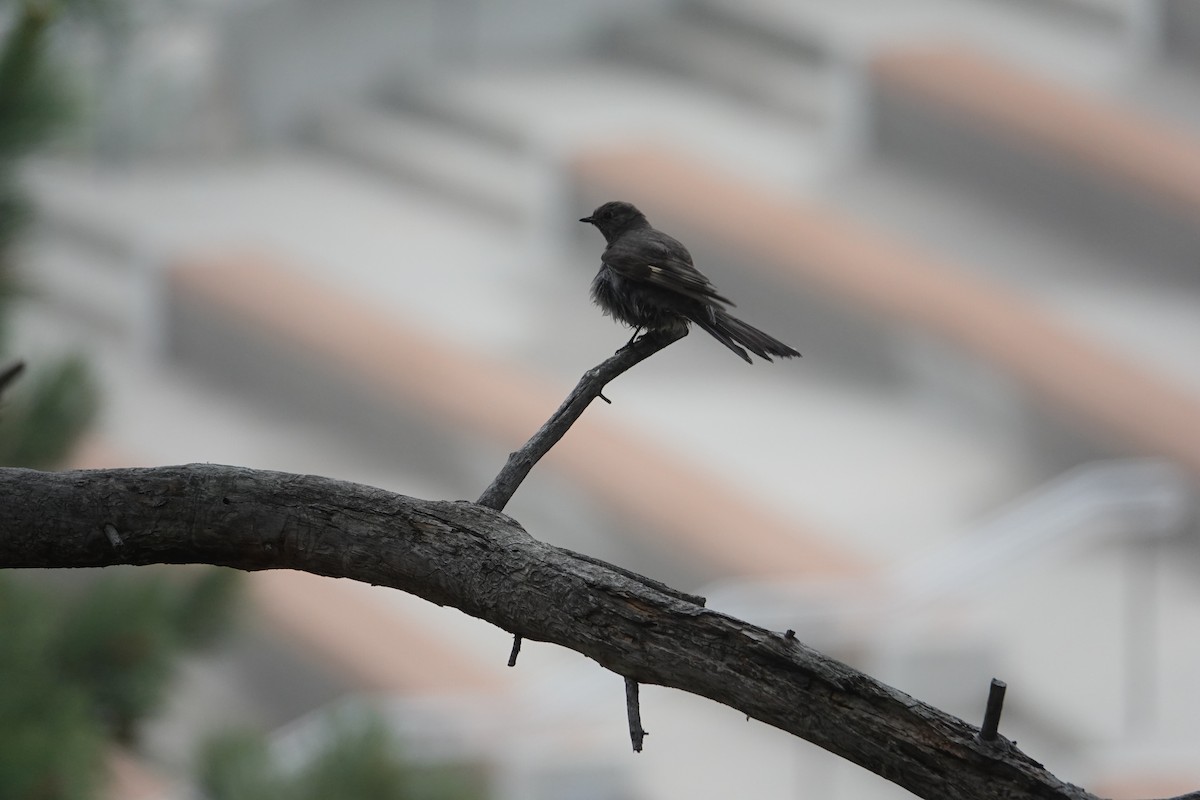 Townsend's Solitaire - ML620685867