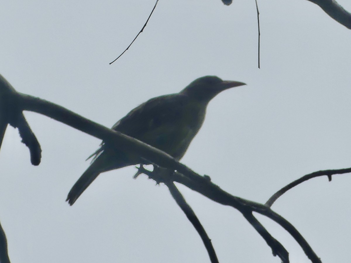 Green Oriole - ML620685868