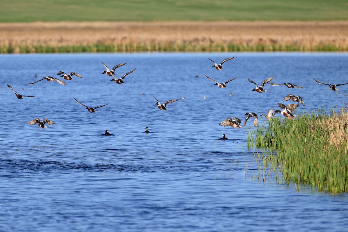 Northern Shoveler - ML620685869