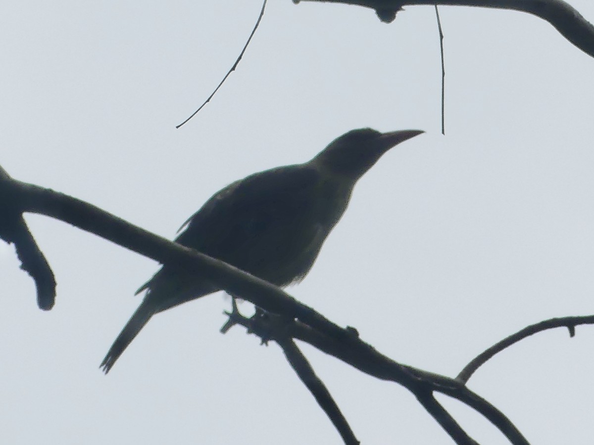 Green Oriole - ML620685870