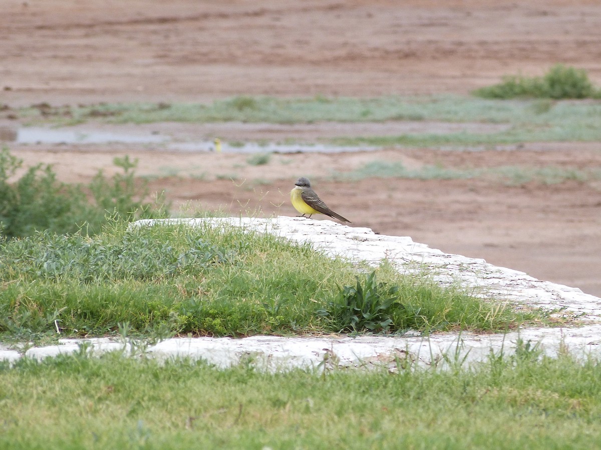 Tropical Kingbird - ML620685871