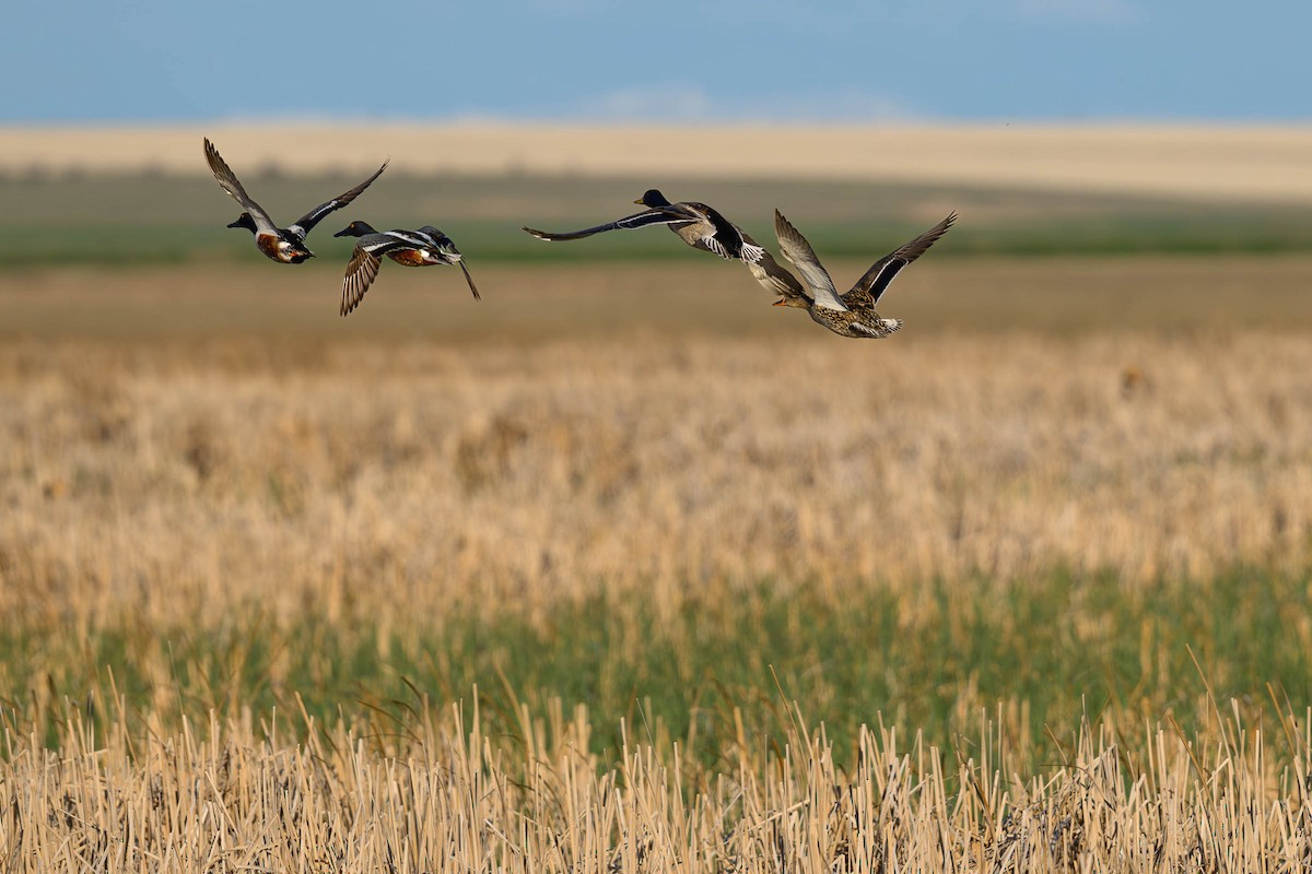 Northern Shoveler - ML620685873