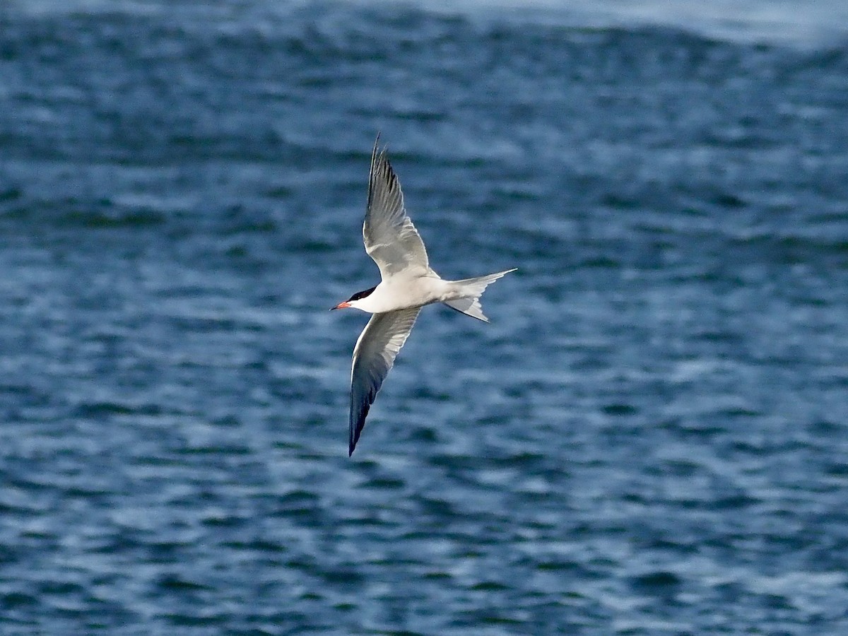 Common Tern - ML620685881