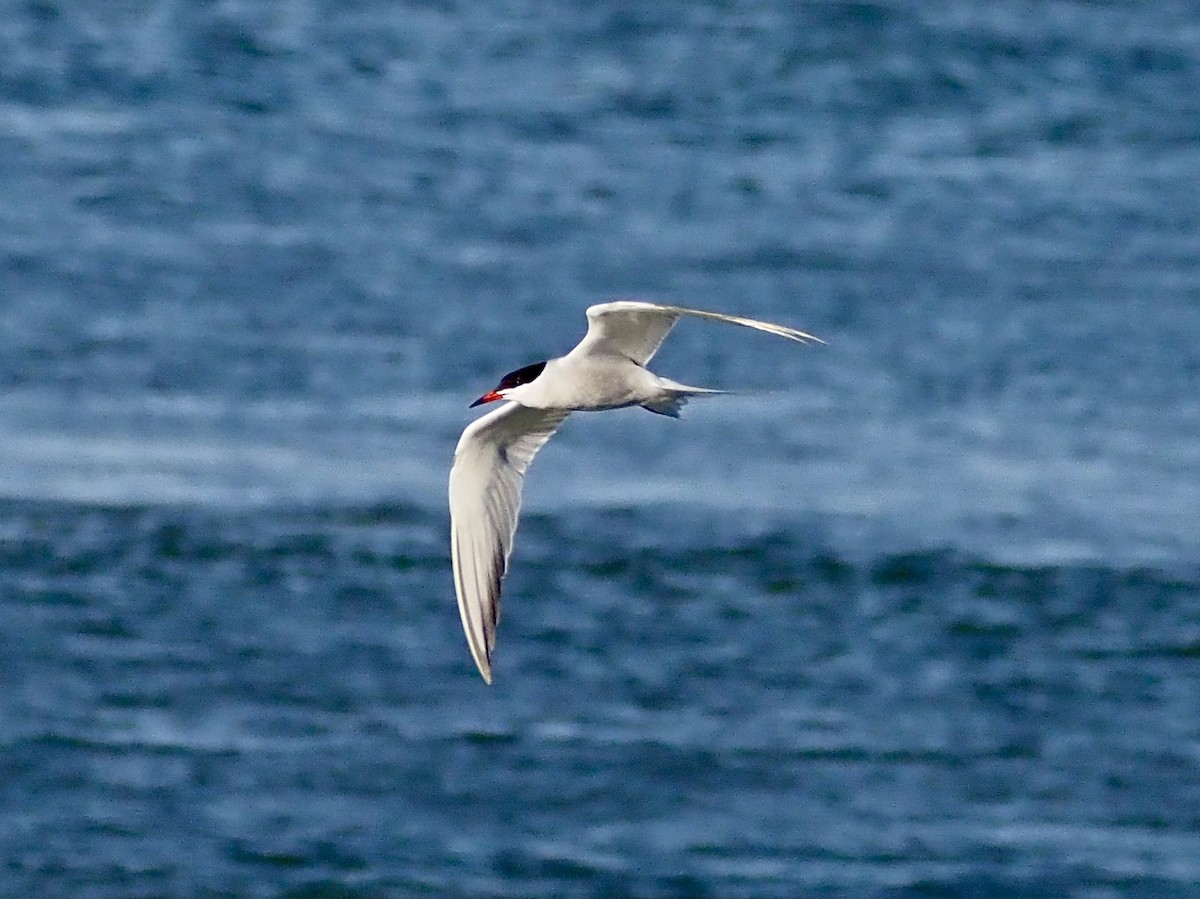 Common Tern - ML620685882