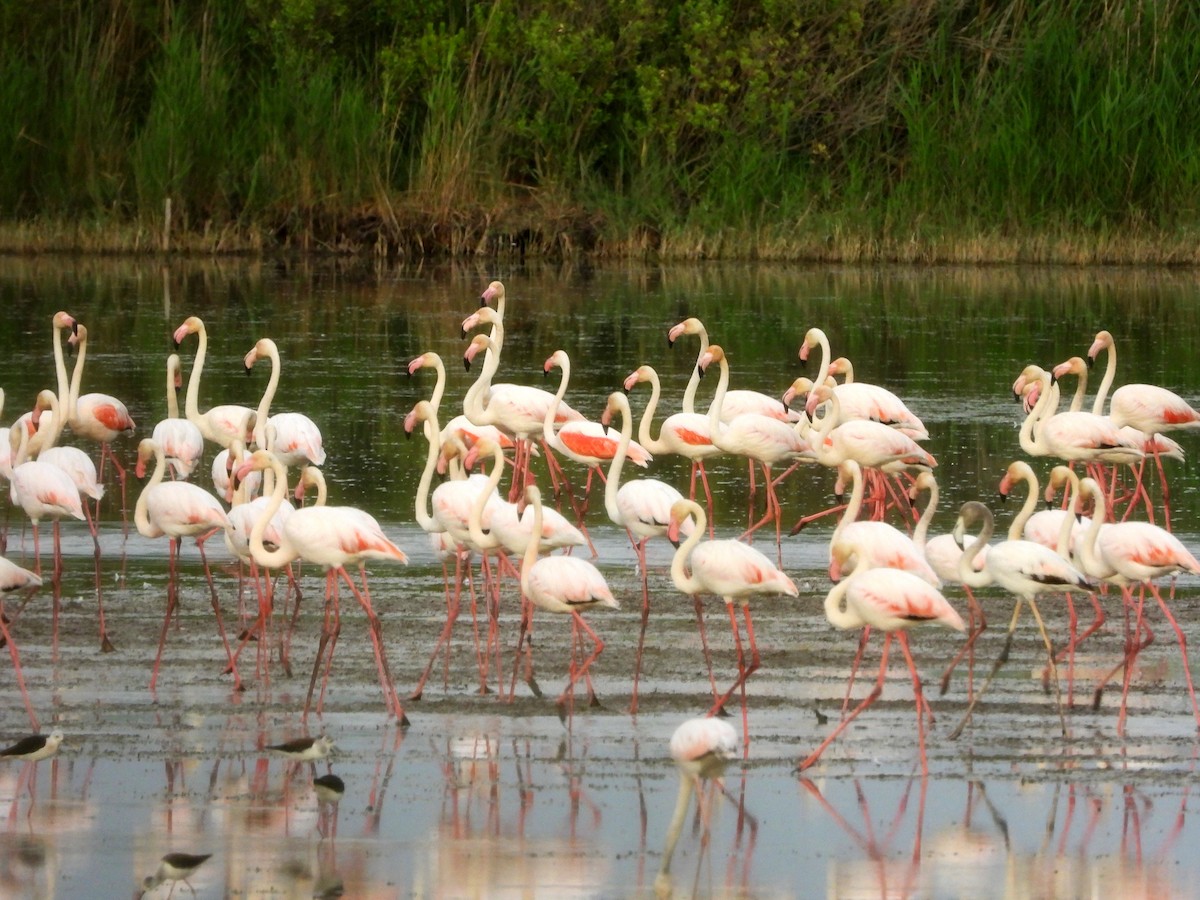 Greater Flamingo - ML620685886