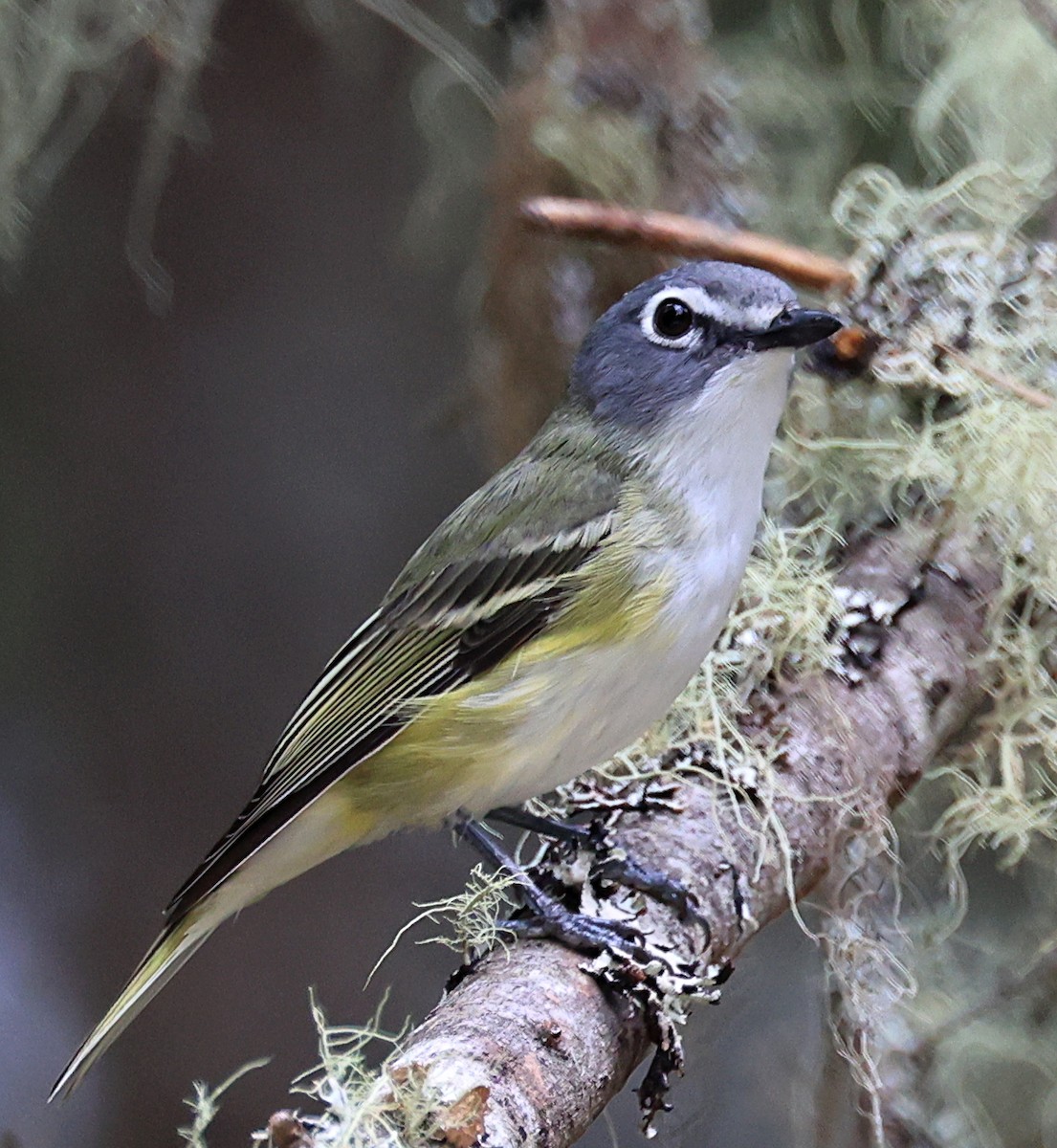 Mavi Başlı Vireo - ML620685889