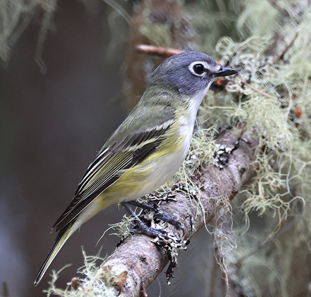 Mavi Başlı Vireo - ML620685890