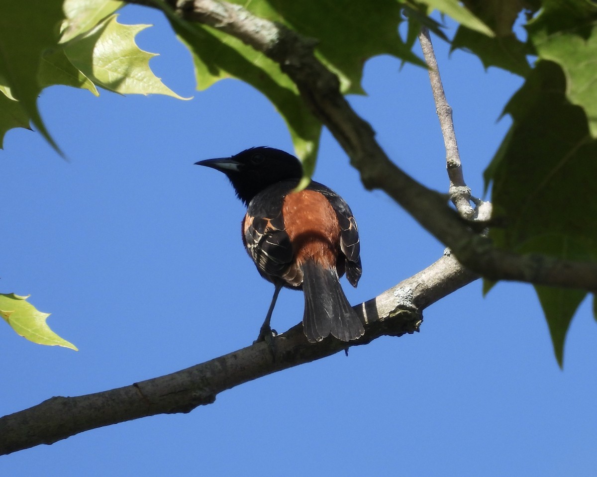 Oriole des vergers - ML620685891