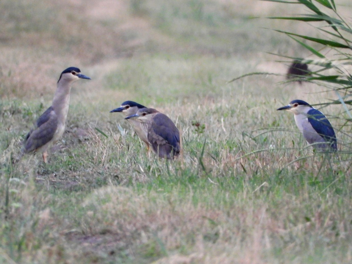 Black-crowned Night Heron - ML620685894