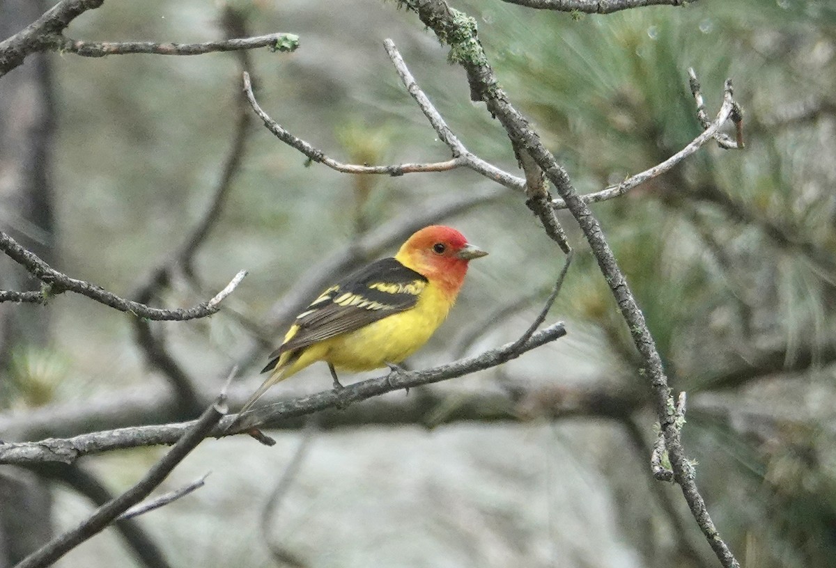 Western Tanager - ML620685895