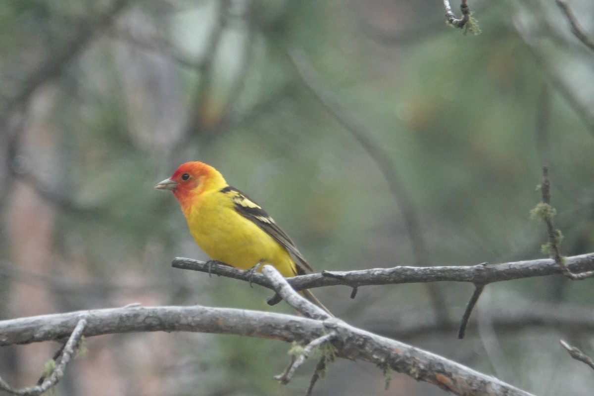 Western Tanager - ML620685896