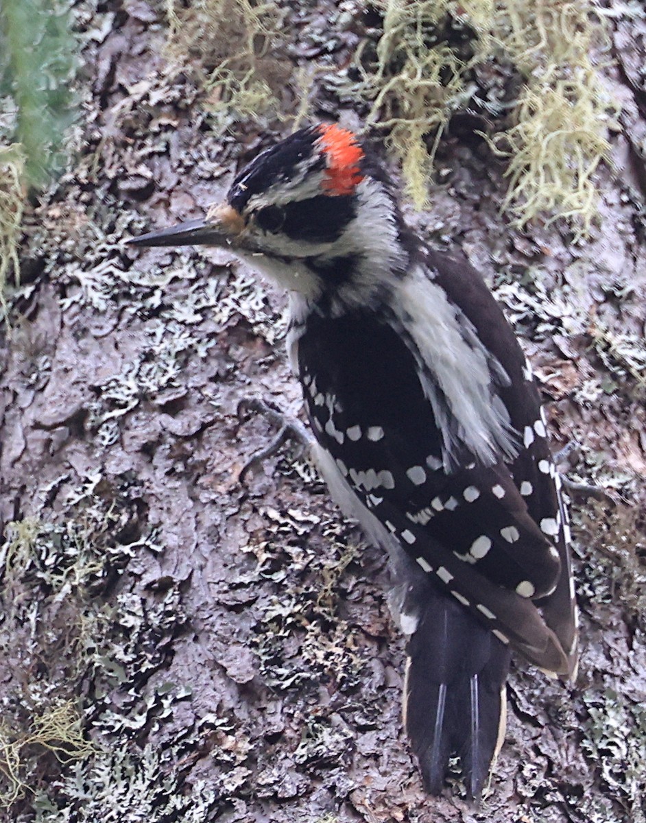 Hairy Woodpecker - ML620685897